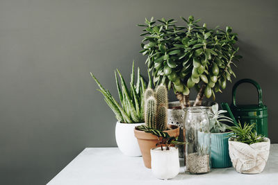 Potted plants on table at home