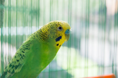 Close-up of parrot in cage