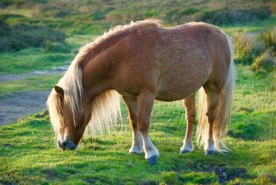 Horse grazing in field