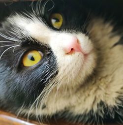 Close-up portrait of cat