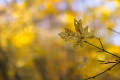 Close-up of maple leaves on tree