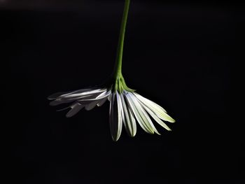 Close-up of white flower against black background