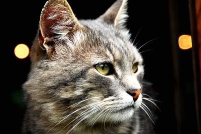 Close-up portrait of cat at night