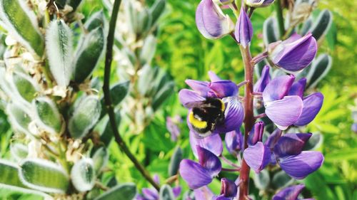 Close-up of purple flowers