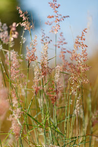 Close-up of flowering plants on field