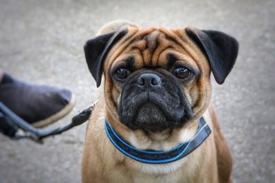 Close-up portrait of a dog