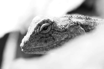 Close-up of lizard