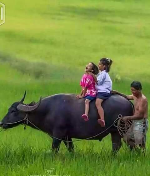 grass, field, animal themes, grassy, togetherness, lifestyles, leisure activity, bonding, green color, casual clothing, full length, focus on foreground, park - man made space, love, mammal, domestic animals, relaxation