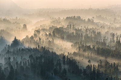 Panoramic view of trees on landscape against sky