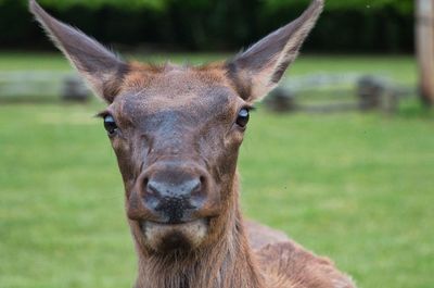 Close-up portrait of a horse