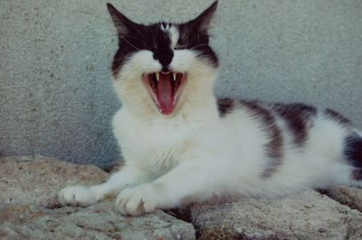 Close-up of cat yawning while relaxing against wall