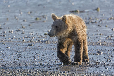 Young grizzly bear on a coastal estuary in hallo bay in katmai national park in alaska