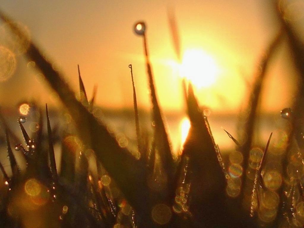 CLOSE-UP OF PLANTS AGAINST WATER