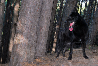 Black dog in a forest