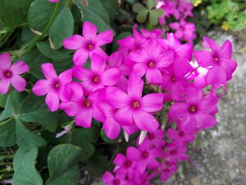 Close-up of pink flowers