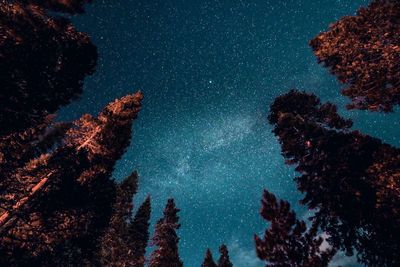 Low angle view of silhouette trees against sky at night