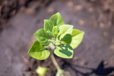 High angle view of small plant growing outdoors