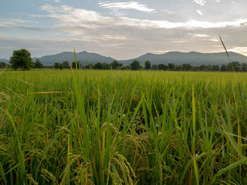 Scenic view of agricultural field against sky