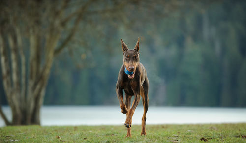 Horse standing on field