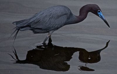 Tricolored heron in lake