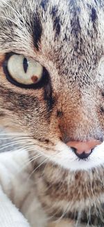 Close-up portrait of a cat