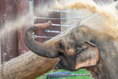 Close-up of horse in zoo