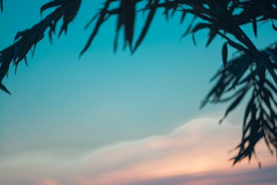 Low angle view of palm tree against blue sky