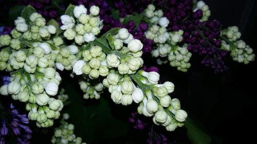 Close-up of pink flowers blooming in garden