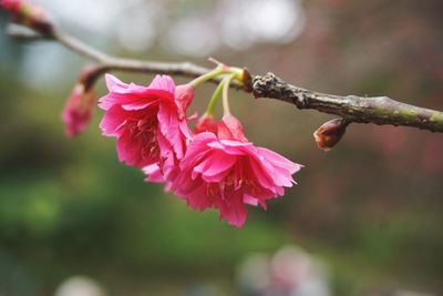 Close-up of pink cherry blossom