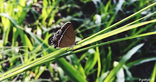 Butterfly perching on leaf