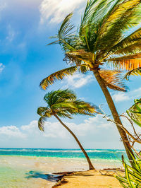 Palm tree by sea against sky