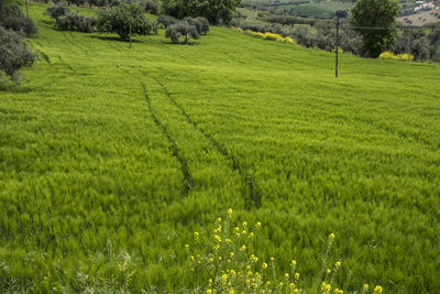 Scenic view of agricultural field