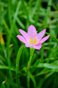 Close-up of pink flower blooming outdoors