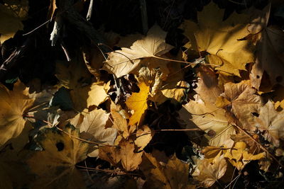 Low angle view of leaves on tree during autumn