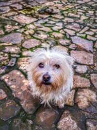 High angle portrait of dog standing on footpath