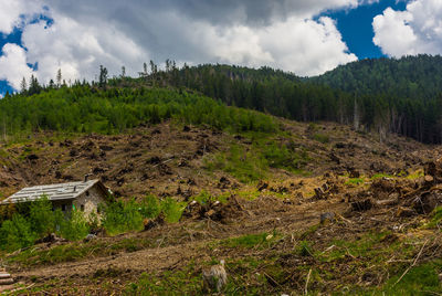 Scenic view of trees growing on field against sky