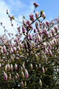 Low angle view of pink flowering plant