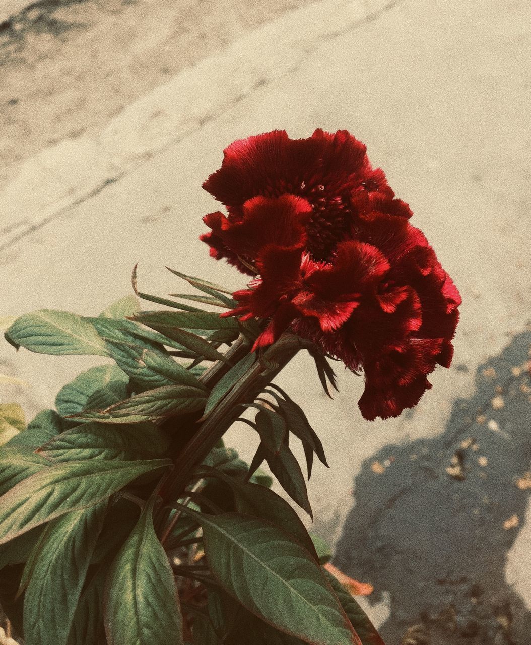 plant, flowering plant, flower, beauty in nature, fragility, red, freshness, close-up, vulnerability, growth, nature, petal, flower head, inflorescence, plant part, leaf, no people, focus on foreground, day, plant stem, outdoors, sepal, flower arrangement