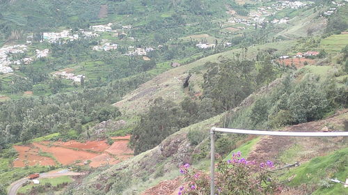 Plants growing on mountain