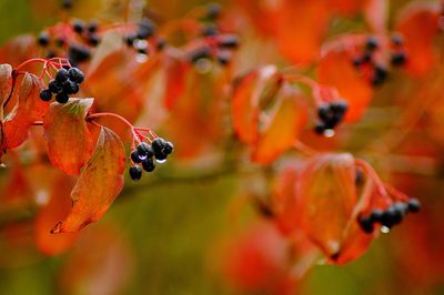 Close-up of orange berries on plant