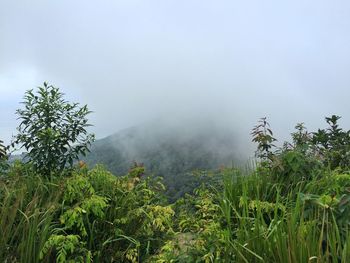 Plants growing on field by mountain during foggy weather