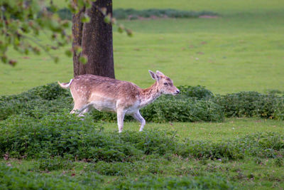 Side view of fallow  deer standing on field