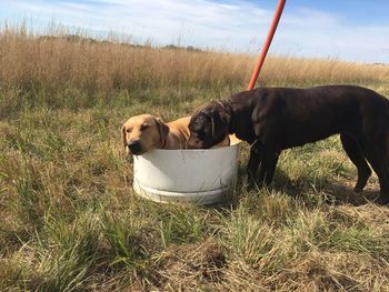 Dog in the field