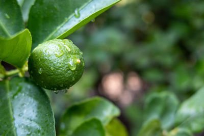 Close-up of plant