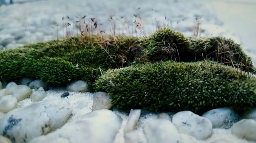 Close-up of plants growing on rocks