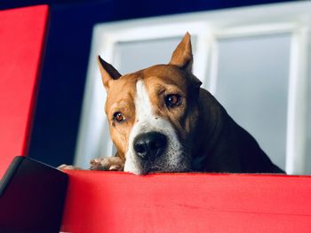 Close-up portrait of a dog at home