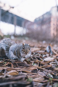 Close-up portrait of squirrel