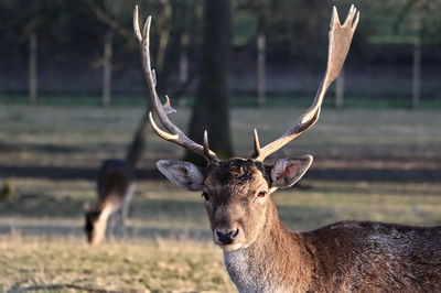 Portrait of deer staring