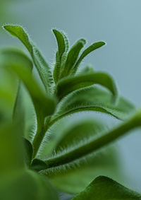 Close-up of green plant leaves