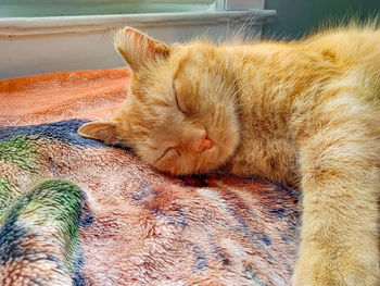 Close-up of cat sleeping